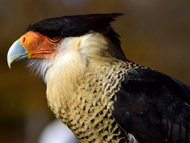 Crested Caracara