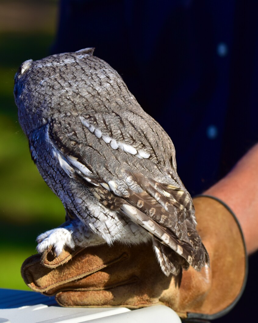 Grey Morph Looking Grey