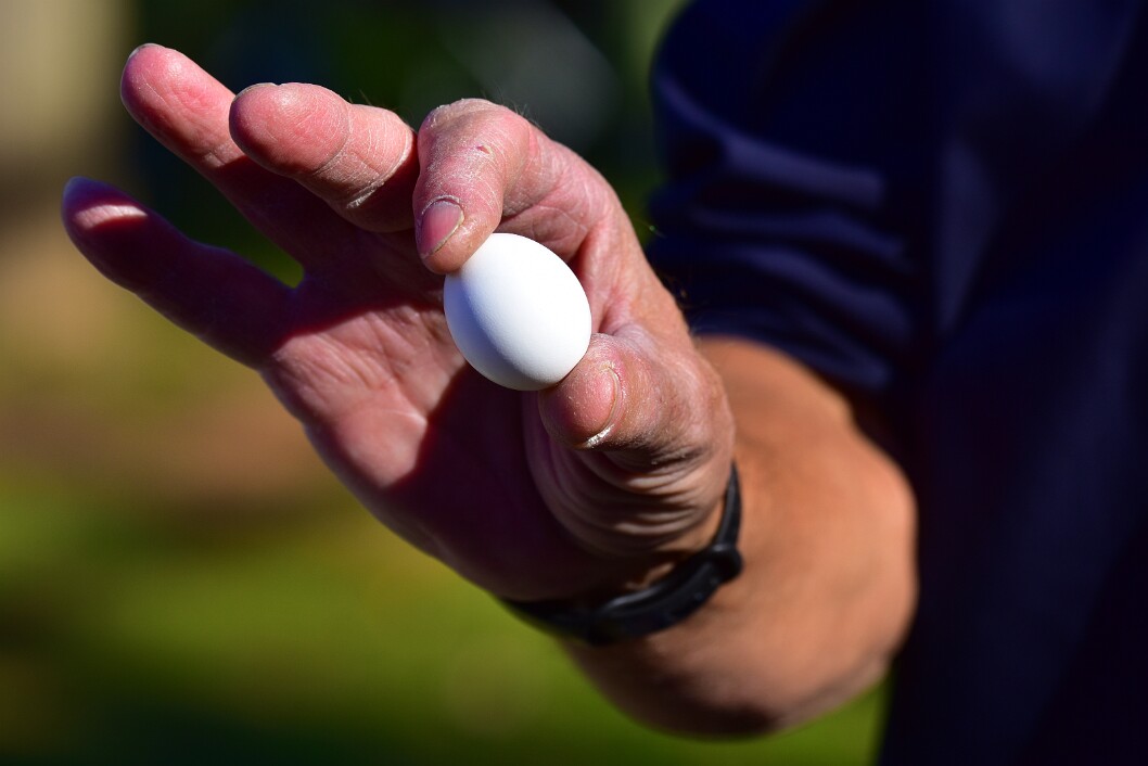 Screech-Owl Egg in Hand