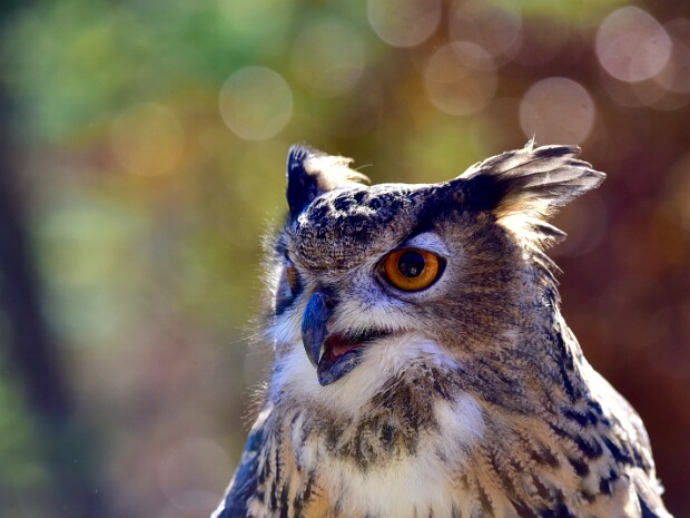 Eurasian Eagle-Owl