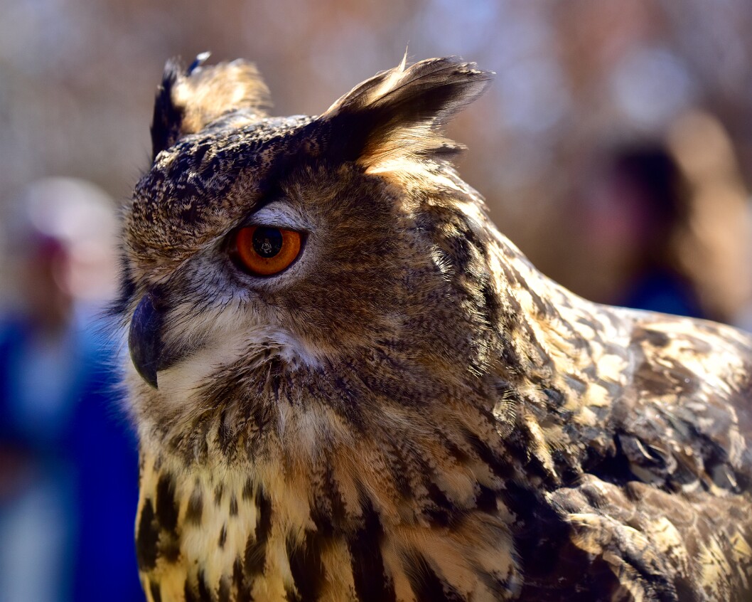 Photographer in the Eye