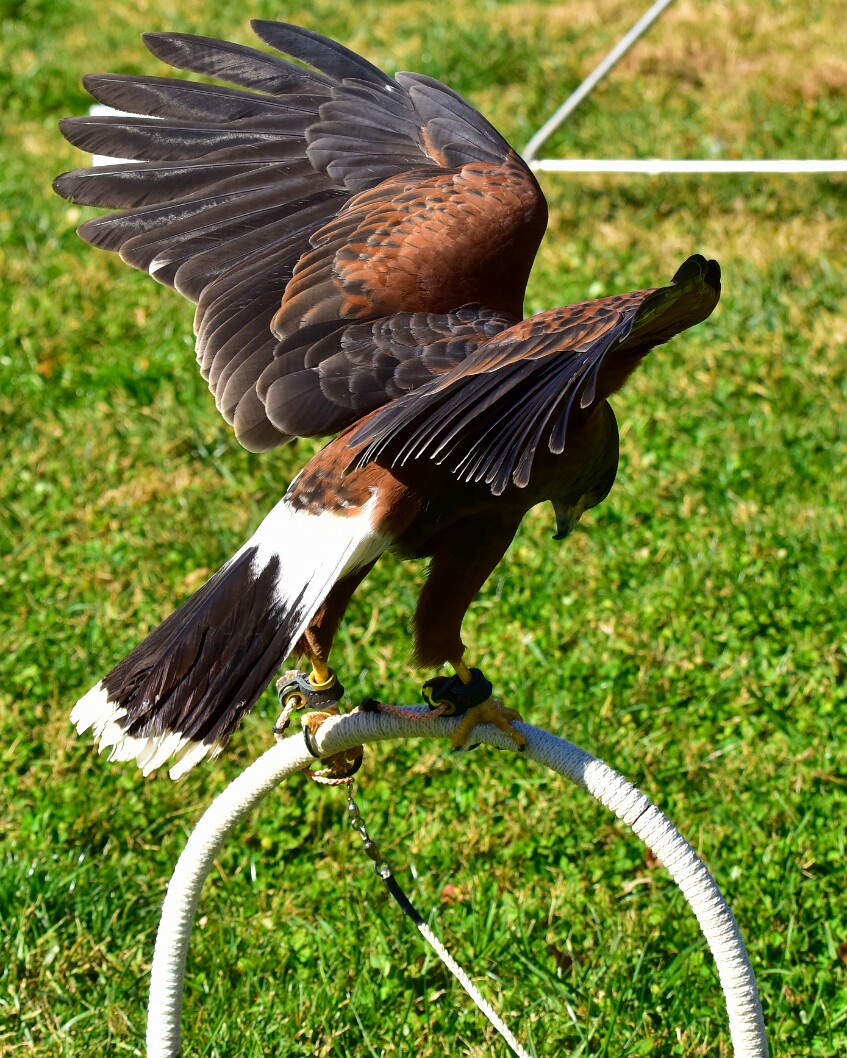 Wings Out for Balance