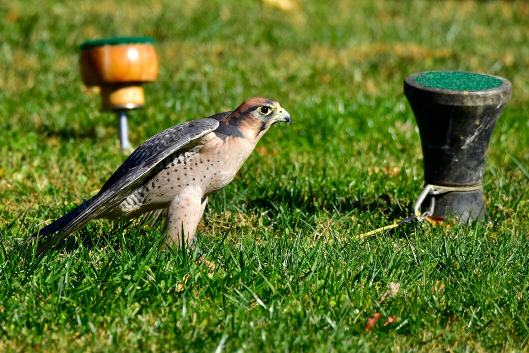 Adult Lanner on the Ground