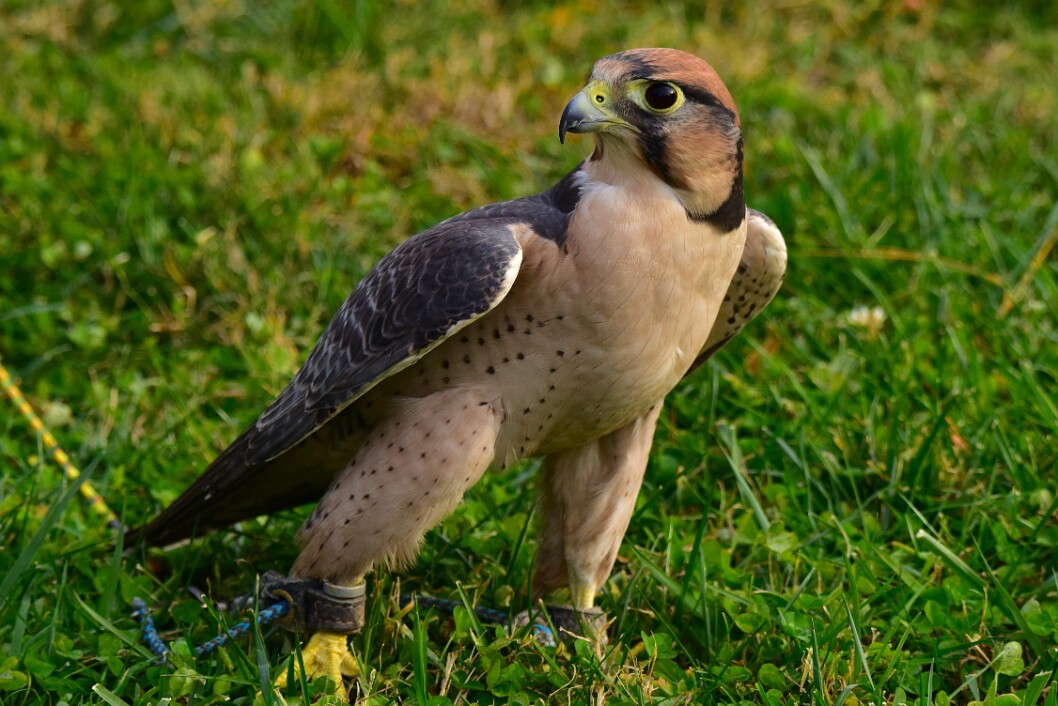 The Epic Adult Lanner Falcon