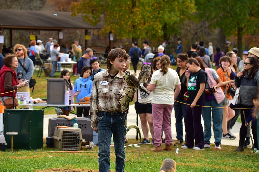 Young Falcon on a Glove