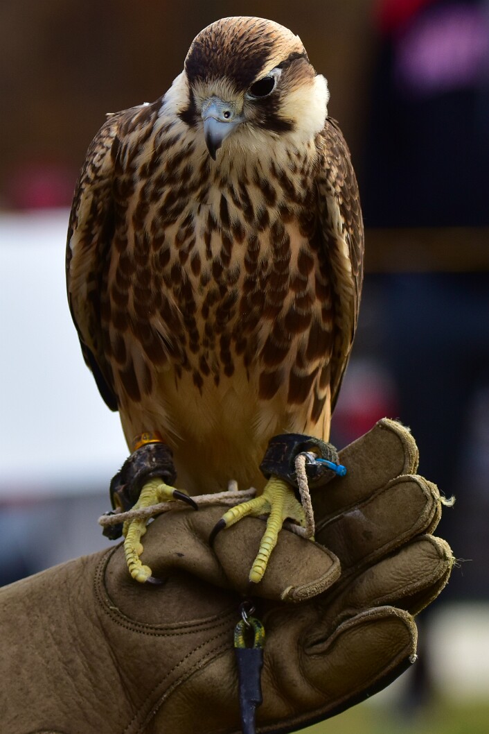 Young Falcon on a Glove