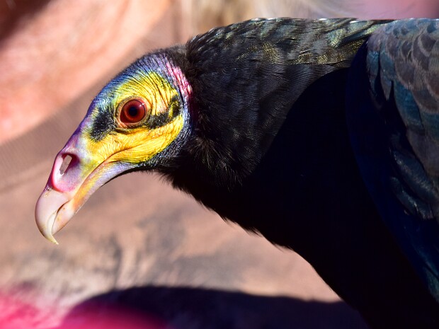 Lesser Yellow-Headed Vulture