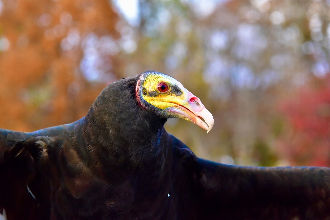 Forming a Brown Ridge
