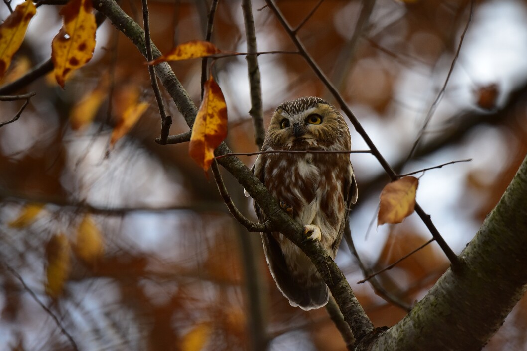 Among the Remaining Leaves 2