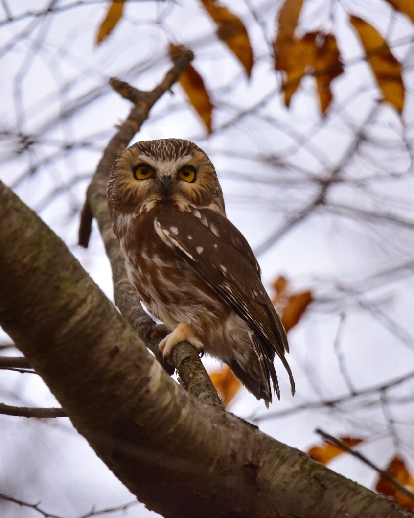 Cutest Little Murder Ewok 2