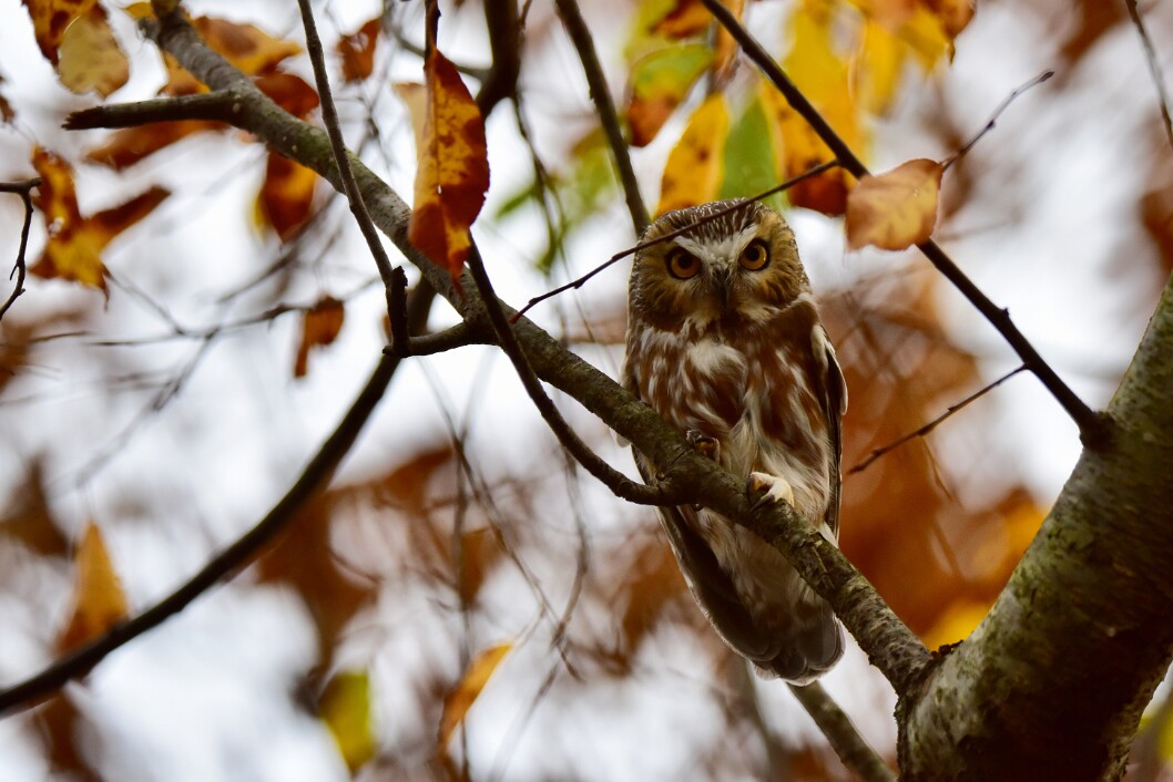 Saw-Whet Looking Down Upon Us 1