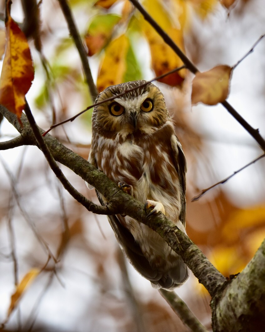 Saw-Whet Looking Down Upon Us 2