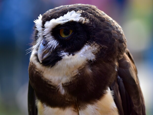 Spectacled Owl