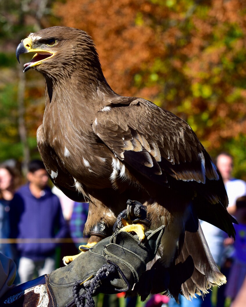 Steppe Eagle in Full View