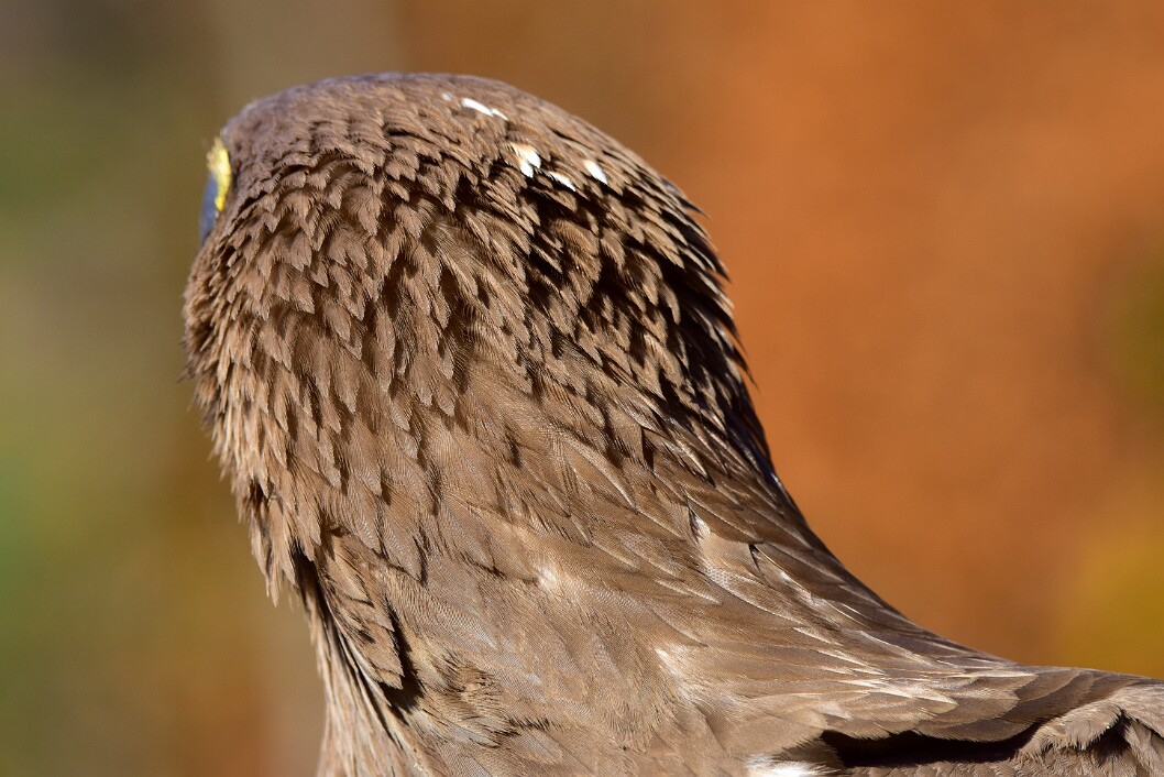 Waves of Sharp Feathers