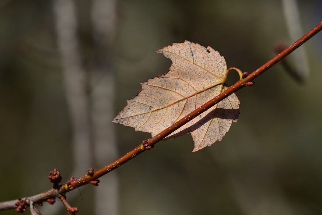 Leaf Hanging On