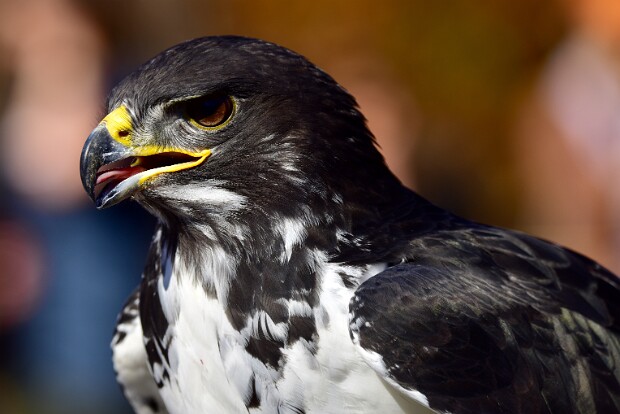 Augur Buzzard