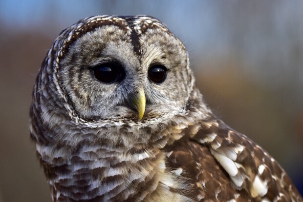 Barred Owls