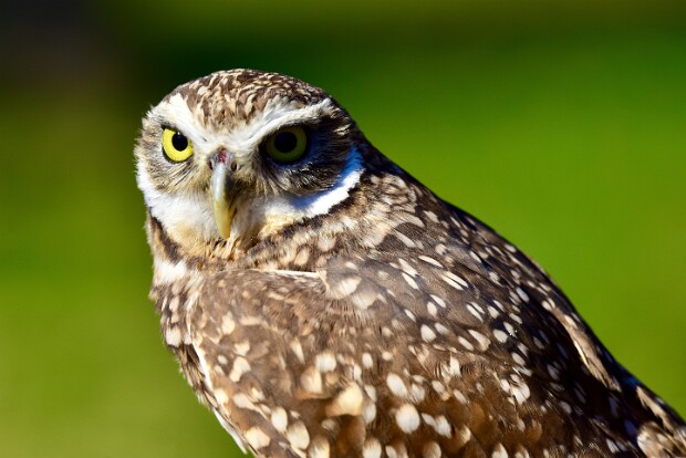Burrowing Owl