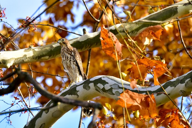 Coopers Hawk Release