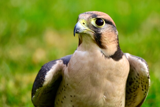 Lanner Falcons