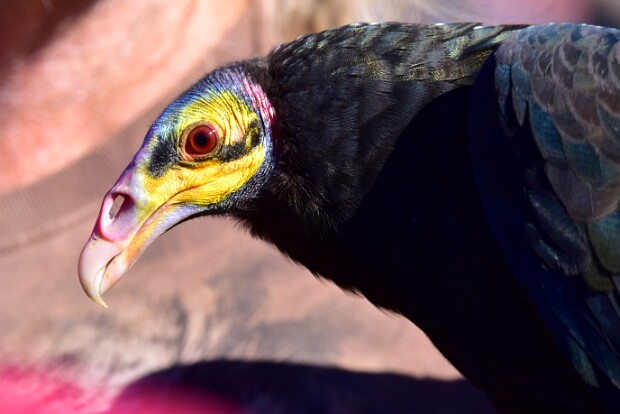 Lesser Yellow-Headed Vulture
