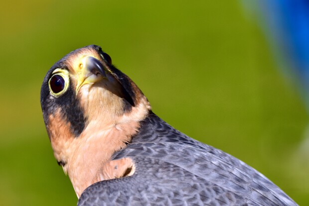 Red-Naped Shaheen Falcon