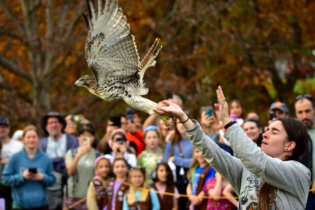 Red-Tailed Hawk Release
