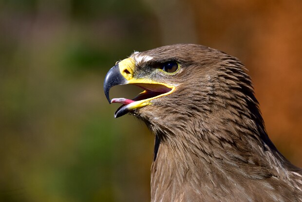 Steppe Eagle