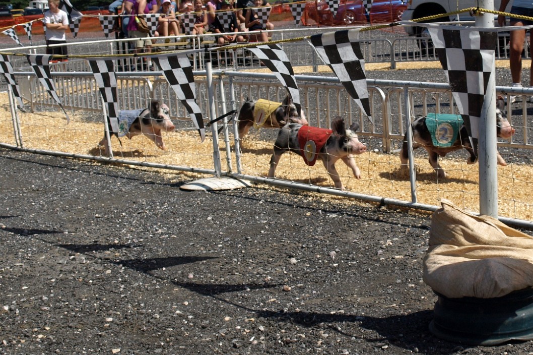 4-H Piggies on the Run 4-H Piggies on the Run