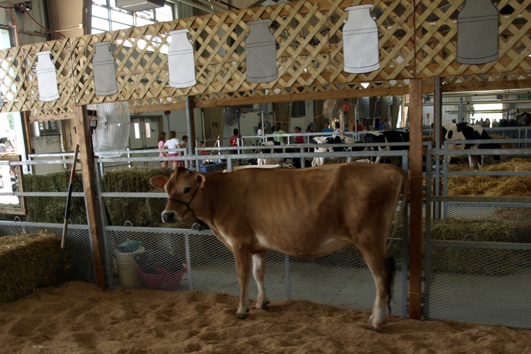 Cow in the Sand Cow in the Sand