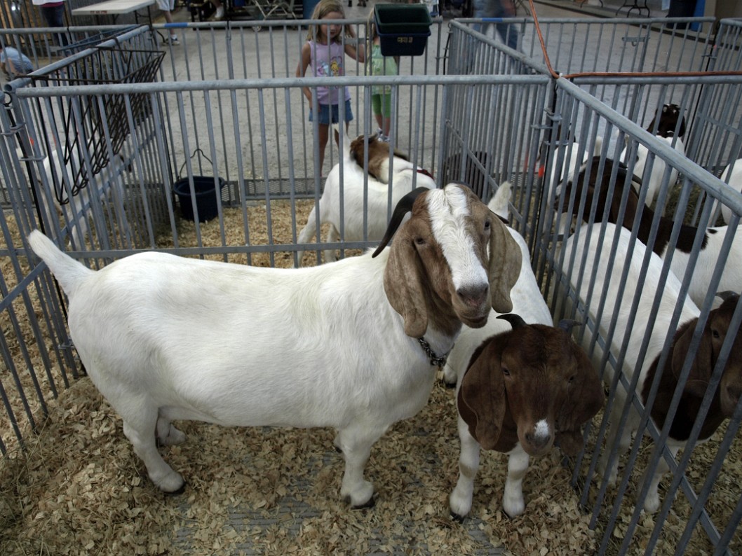 Little Goats Little Goats