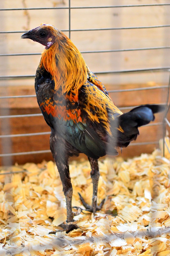 Brown Red Bantam Looking Back Brown Red Bantam Looking Back