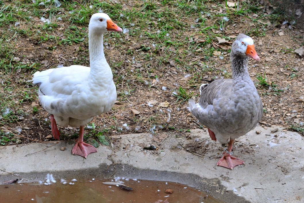 Geese at the Pond Geese at the Pond