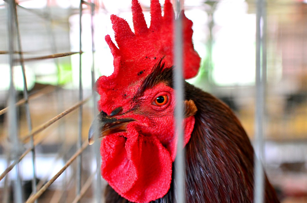 Penetrating Stare of the Rhode Island Red Cock Penetrating Stare of the Rhode Island Red Cock