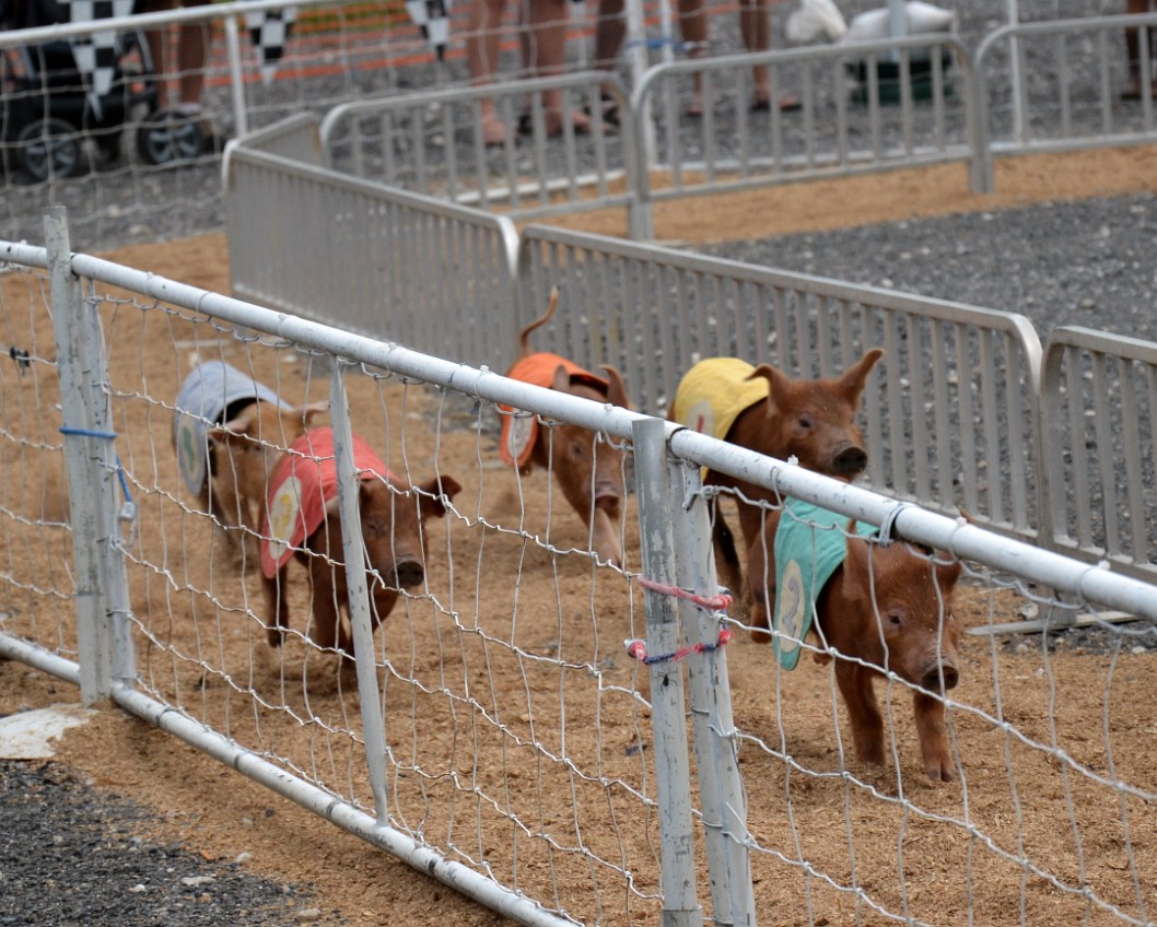 Pigs on the Run Pigs on the Run