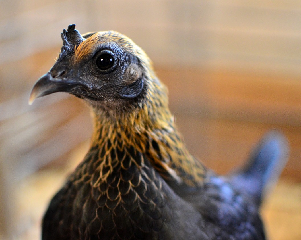 Yellow Feathers of the Brown Red Hen Yellow Feathers of the Brown Red Hen