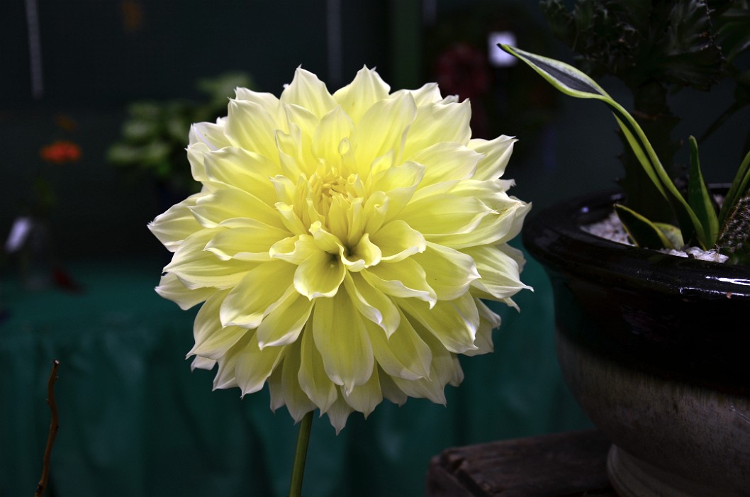 Yellow Dahlia Grown by Ryan Leister Yellow Dahlia Grown by Ryan Leister