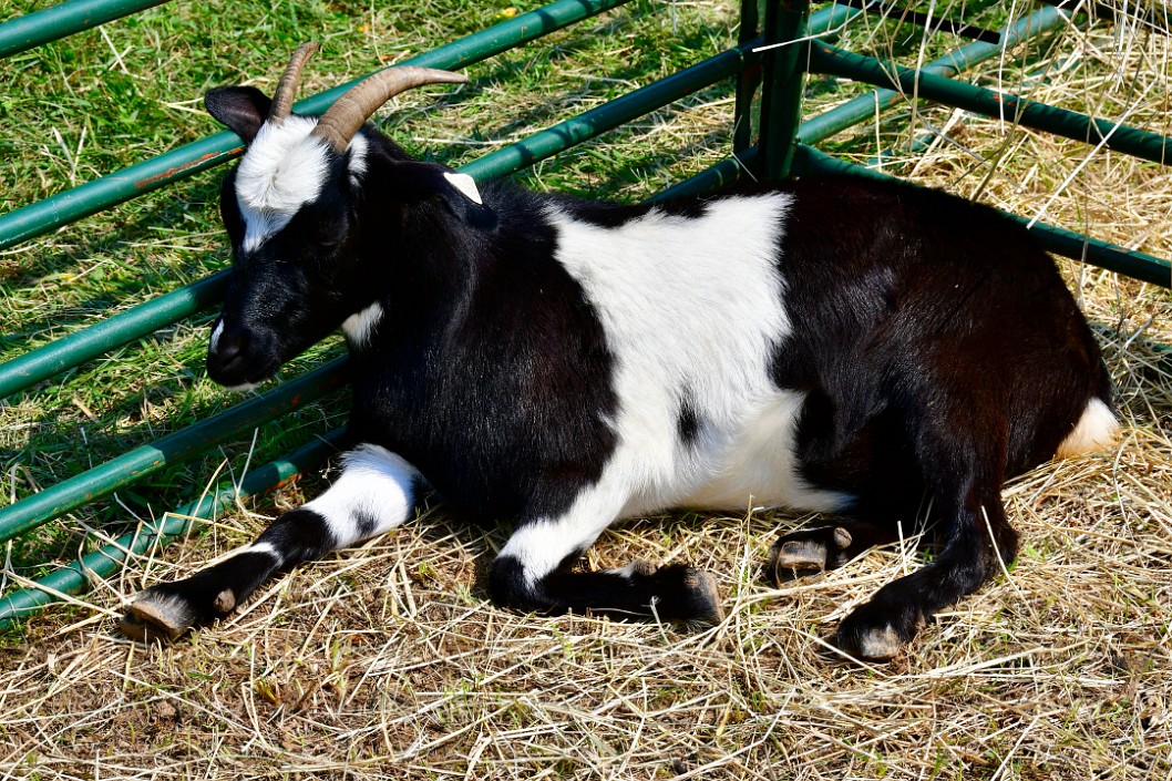 A Resting Goat