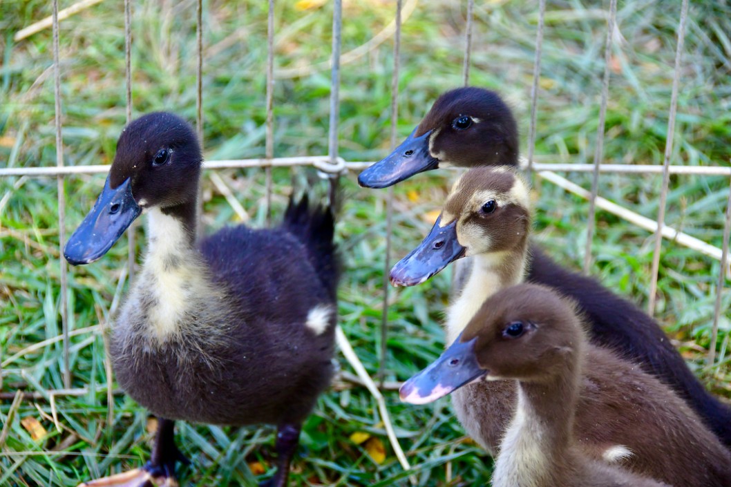 Birds Together