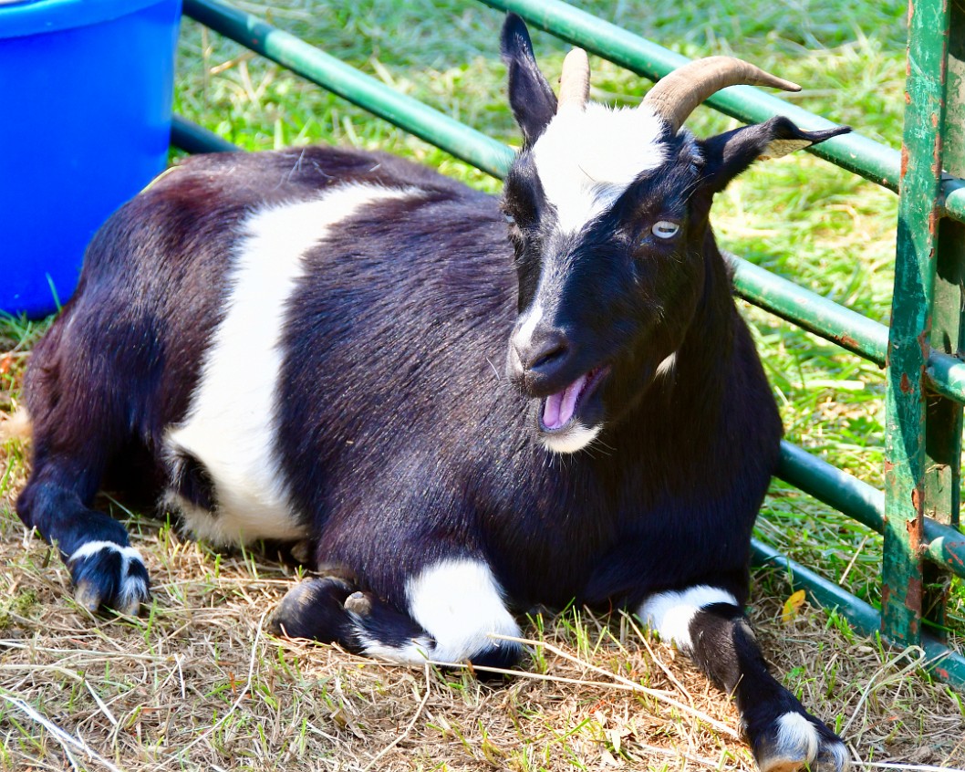 Blue-Eyed Goat