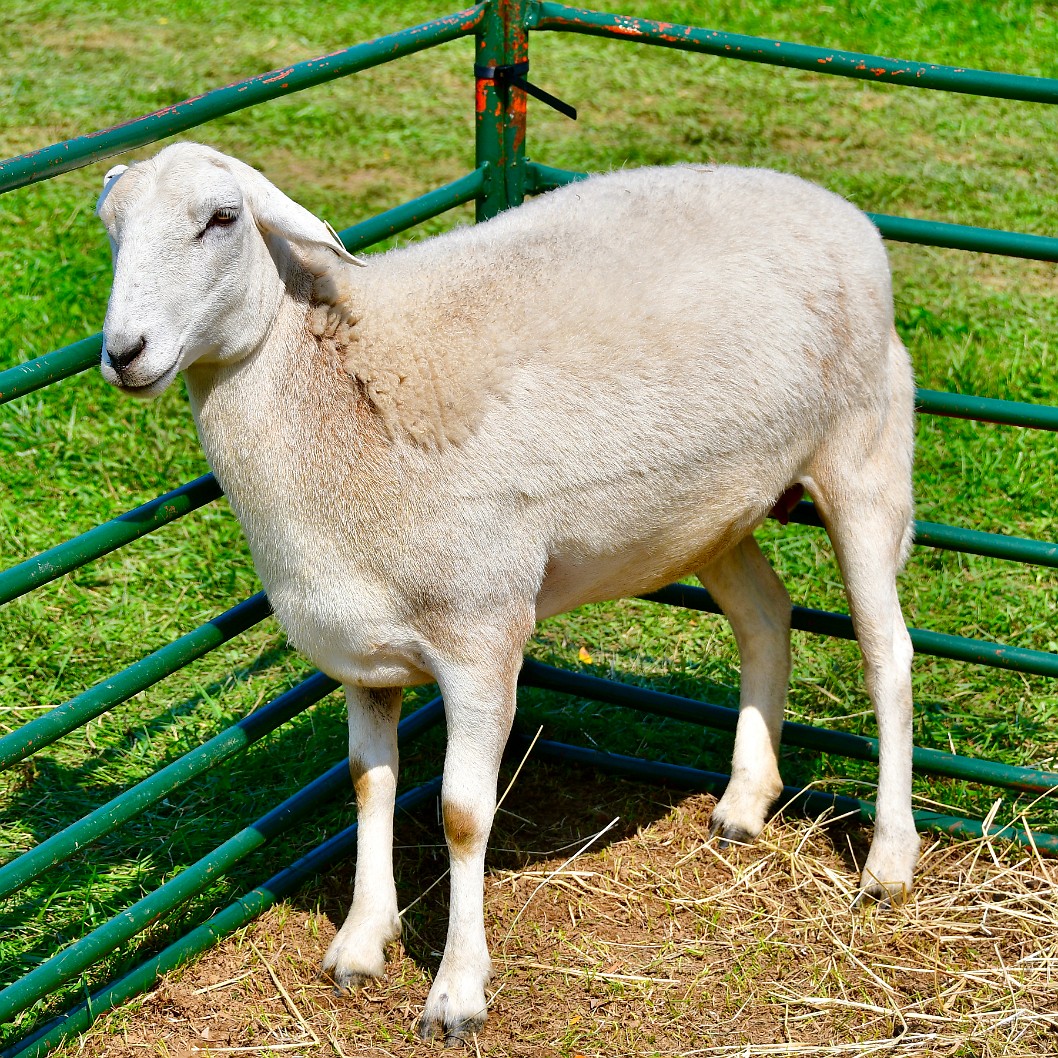 Chilling in the Pen