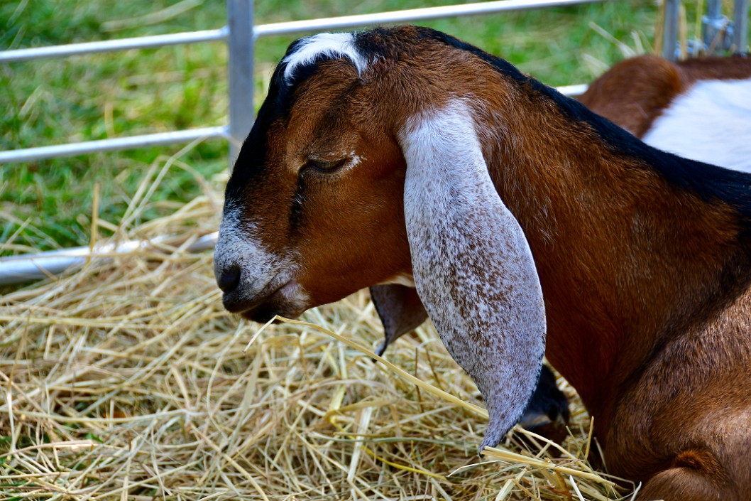 Little White Tuft