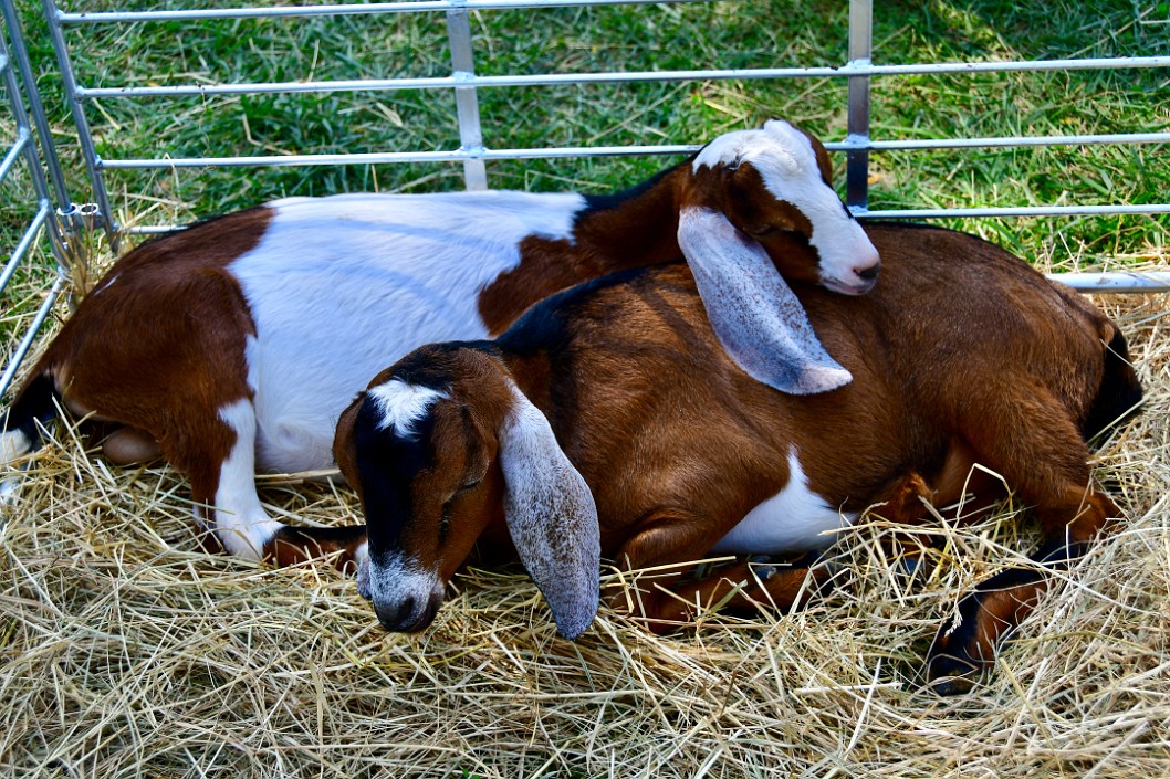 Long Ears Resting