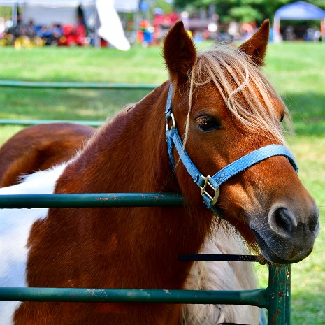 Stars and Stripes Petting Corral