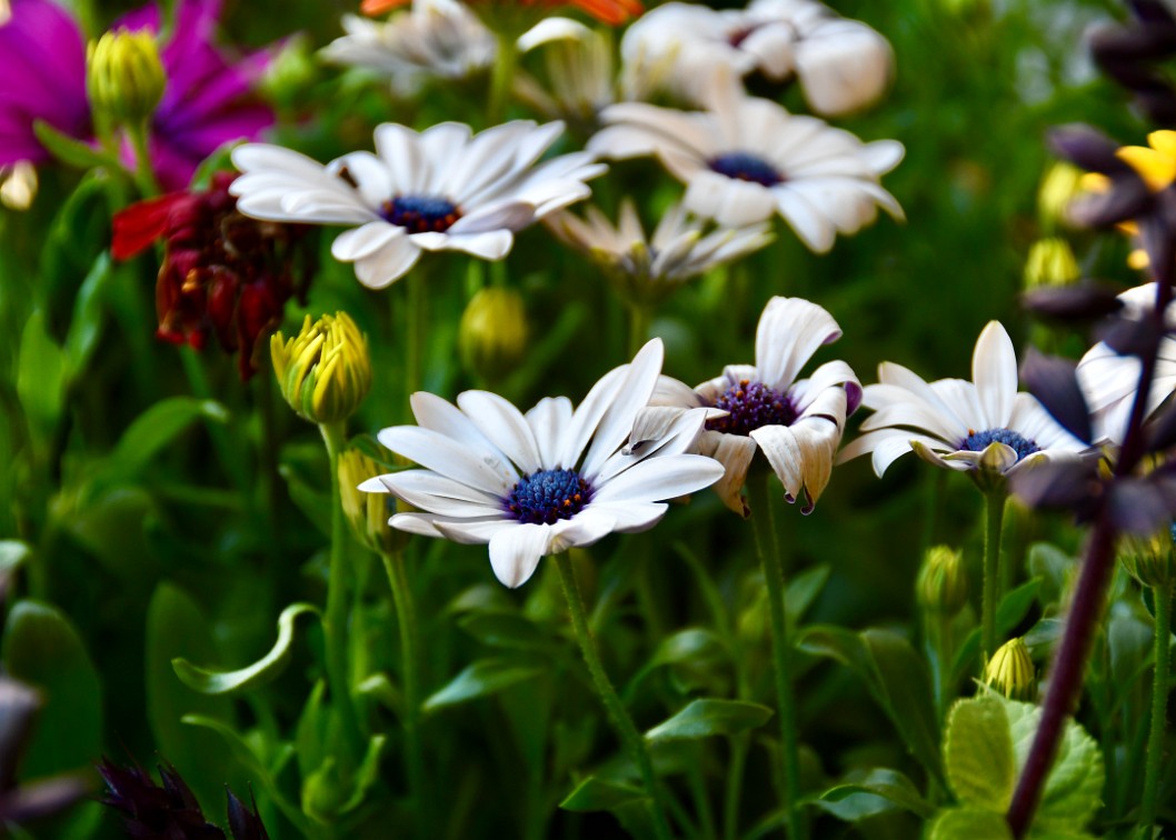 Daisies Up