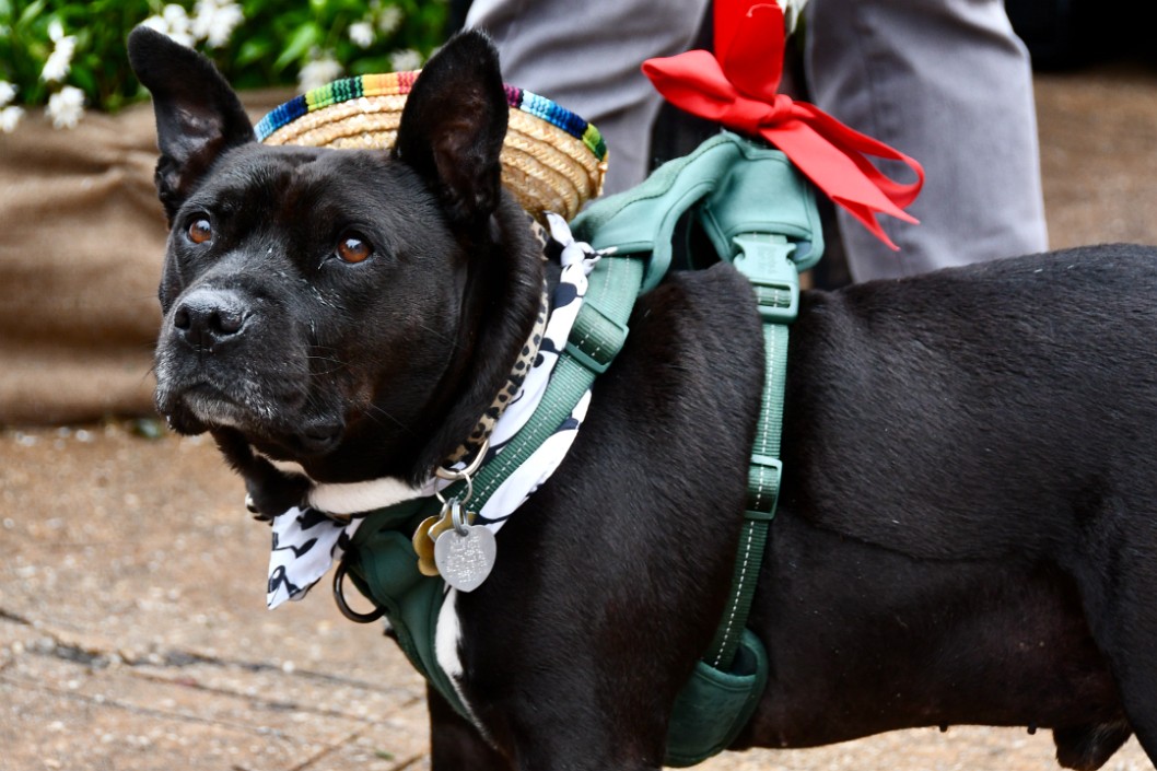 Sombrero Dog 1