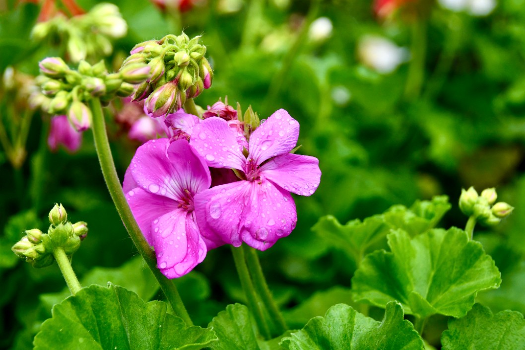 Buds Rise and Blooms Stay