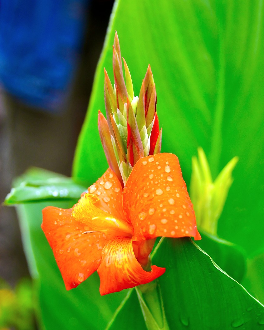 Canna Bright and Orange