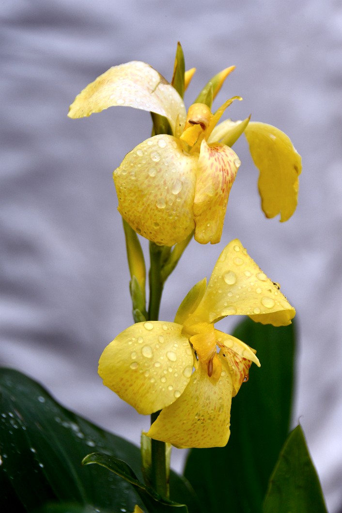 Canna in Yellow